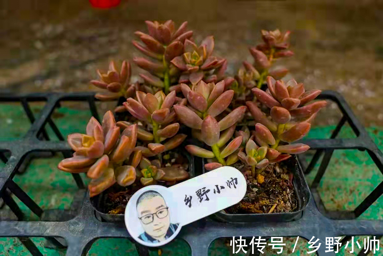 适合懒人养的多肉品种,一长一大片,属于真正“野生”品种