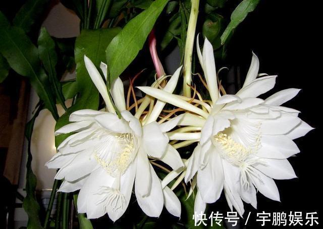 蟹爪兰|仙人掌中的“美人”，蟹爪兰和昙花，克服“弱点”，花开长长久久