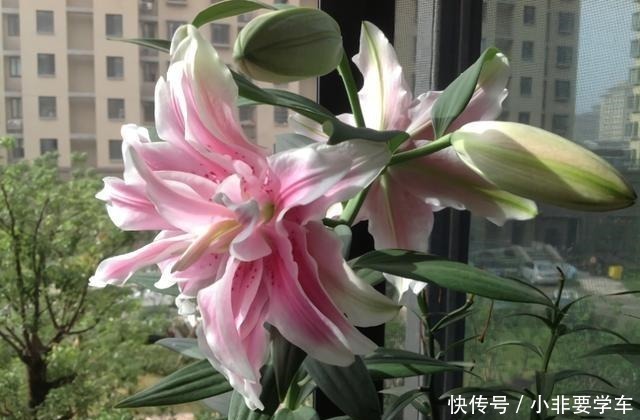 种花|3种花是“植物氧吧”，卧室养几盆，晚上造氧气，空气清新睡觉香！