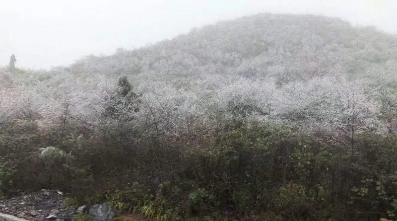 到底|下雪了！多图解锁海拔1500米的石柱七曜山雪景到底有多美？