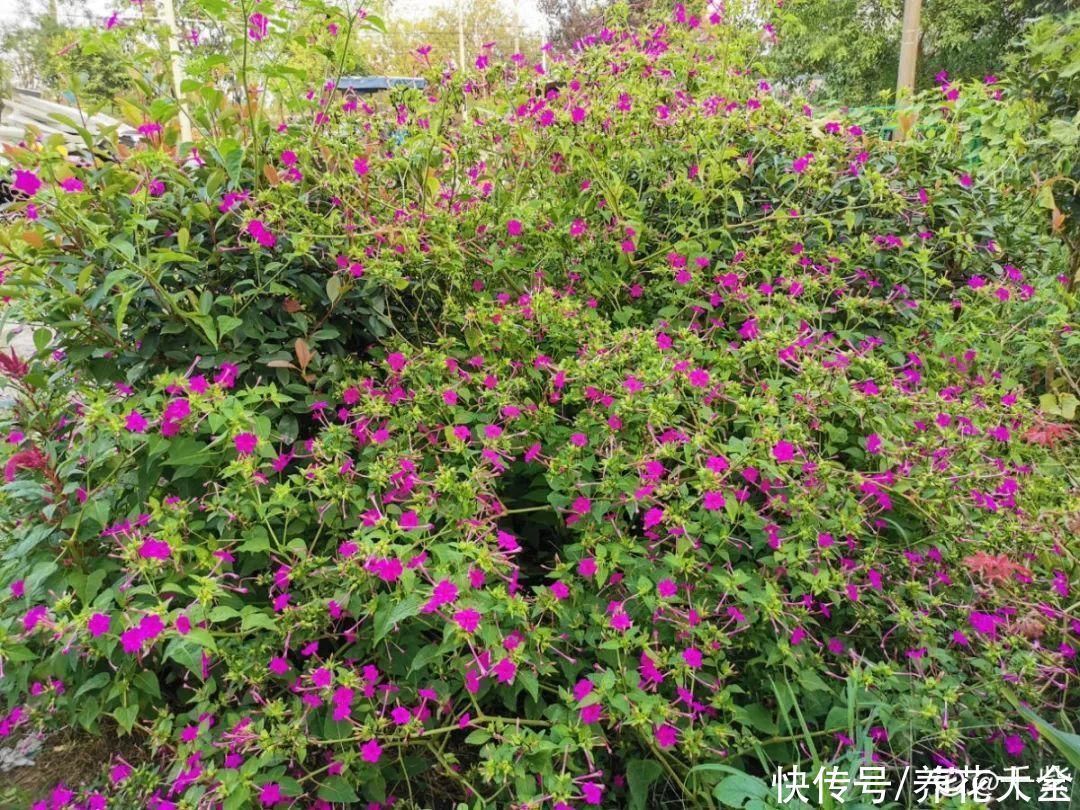 紫茉莉|不能小看入侵植物,看到后要立马拔掉,留着就是祸害