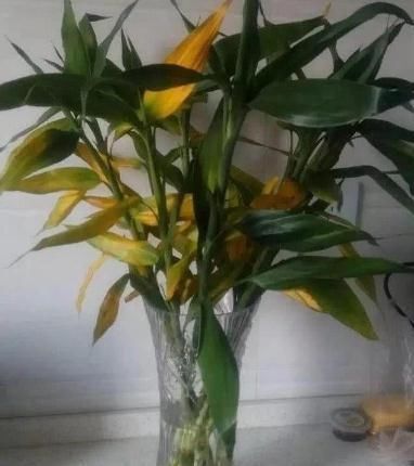 不用|富贵竹叶子发黄,不用担心,1滴“小药水”让叶子返青