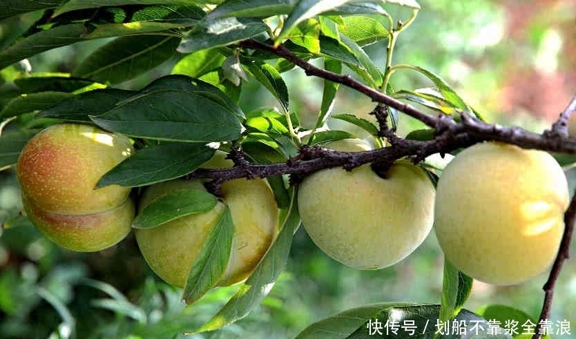 抗衰老|它既抗病又抗衰老,被称为“超级水果”,却有很多人不喜欢吃!