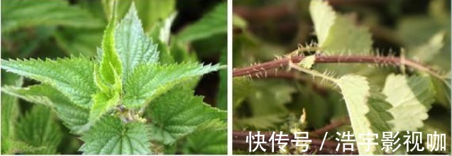 荨麻|农村有一种草叫咬人草,跟活辣子一样,但是对风湿和高血压很管用