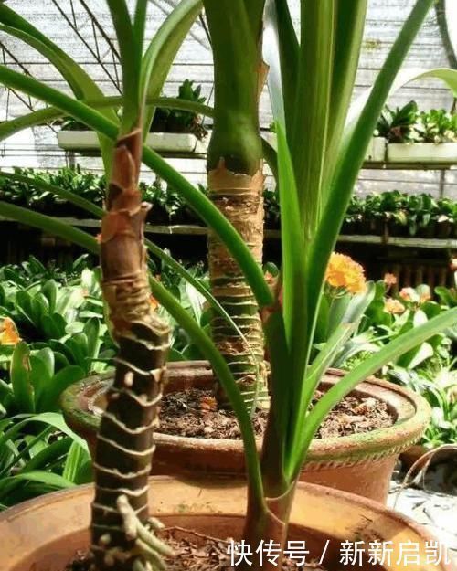 婆婆在家种了10年君子兰,没想根茎比我手臂还粗开花开得好奇怪