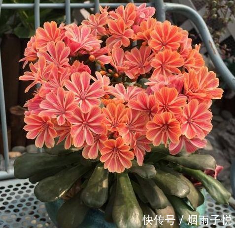 家里养上3种花,耐热又耐寒,四季有花赏,五彩缤纷