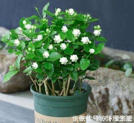 现在逛花市5种花不要买，虽然很漂亮，但是养活难度大，白花钱