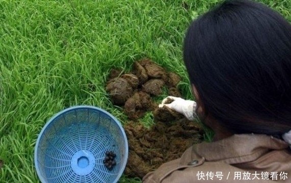  离谱|这些昂贵的动物粪便上餐桌，多数人消费不起，最离谱的让你不敢信