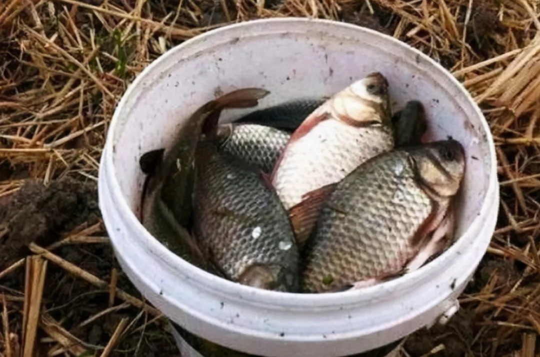 天冷后,大板鲫就不好钓了?试试这3种特色钓法,封竿想法不再有