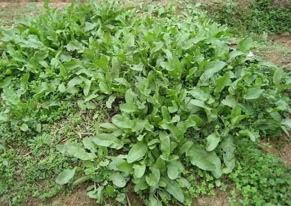 穷人|农村的野菜还能救命，过去穷人和猪才吃，如今25元一斤成稀罕货