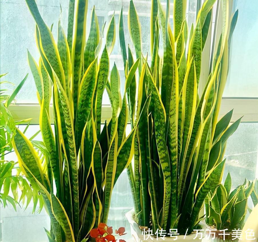 虎皮兰有“3怕两不喜”，难怪不爱出小芽，还越长越难看