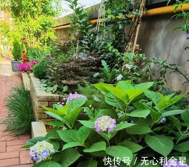 矾根|为了300㎡露台花园,毫不犹豫买了这房子,在城市屋顶过上田园生活!