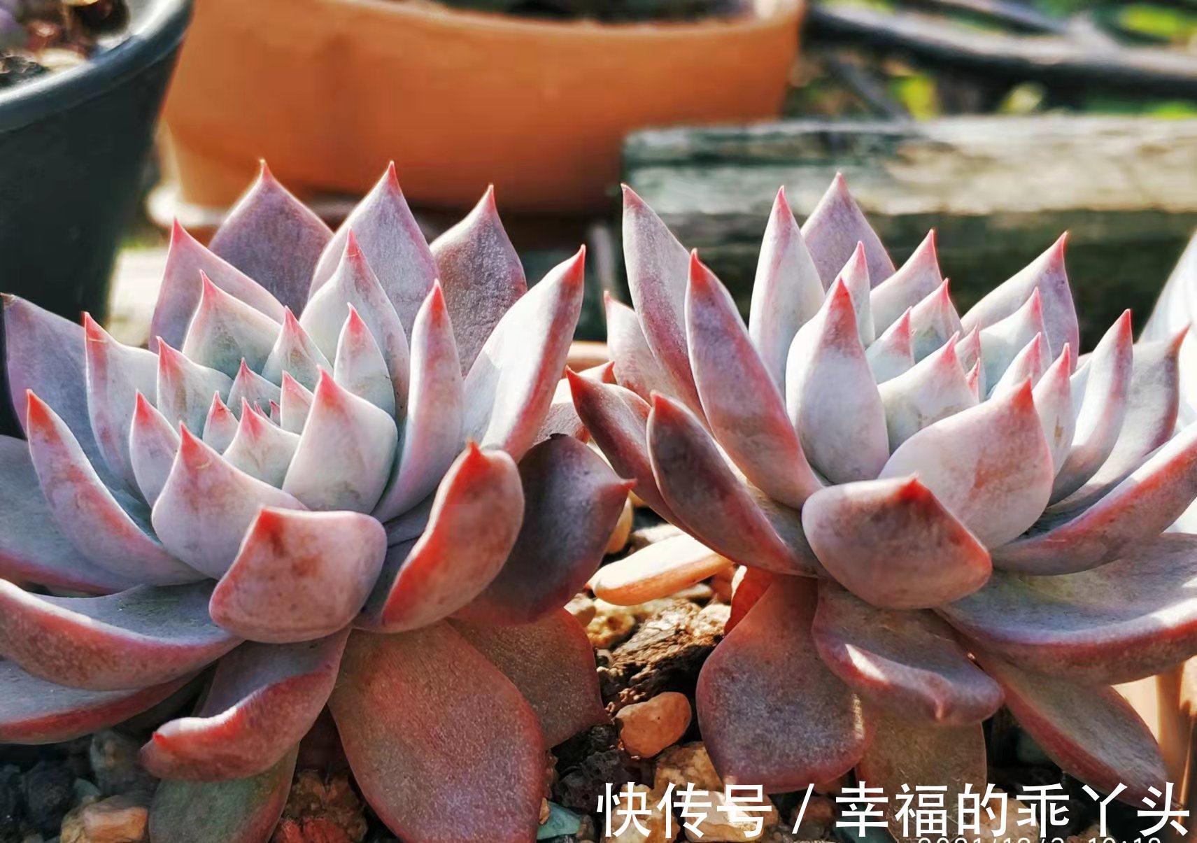 硅藻土|平常养多肉麦饭石、硅藻土、蛭石和赤玉土在使用上有什么区别?