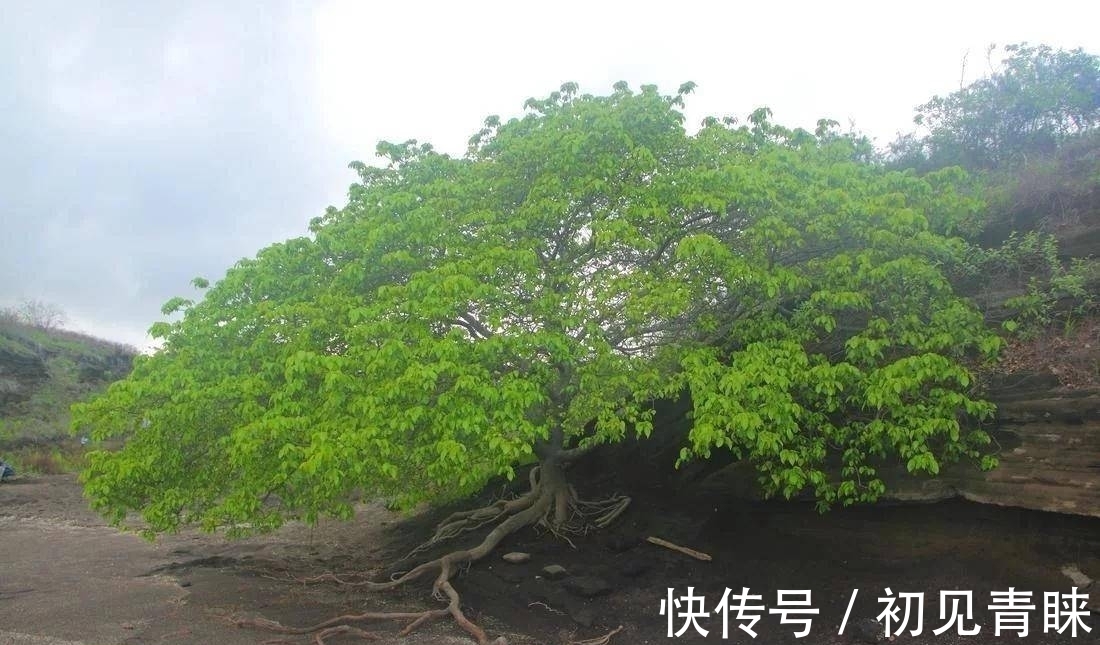 剧毒|毒番石榴树有多毒，摸都摸不得，在树下躲雨都能中毒