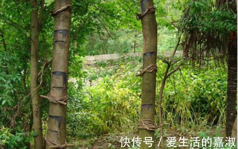 金皮树|认识植物界的“六大毒树”，看到“绕道走”，涨知识不吃亏