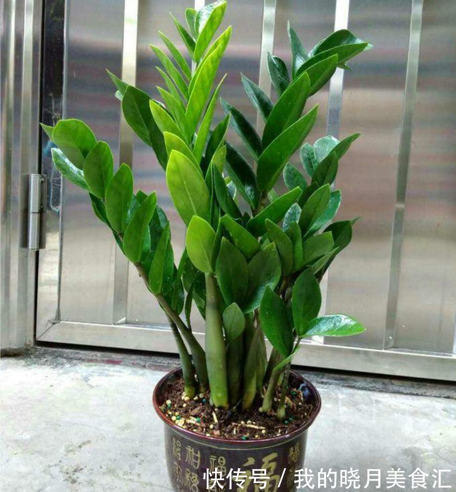 天冷后，需要“穷养”的六种花，水多易烂根，多晒爱生长