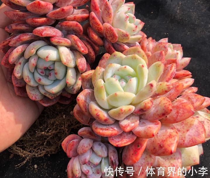 最实用的多肉配土,无需复杂简单就好,多肉配土详解