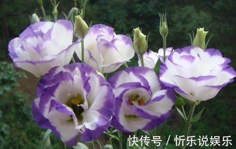 播种|这2种花比月季还好看,比绿萝还好养,你家有养吗