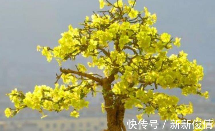 曲瓣|家养这些植物，阳台开出花海，长势好、花色艳，雍容华贵