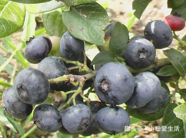 常吃|此物被称为“视力药”，近视孩子常吃，改善视力，比滴眼液管用