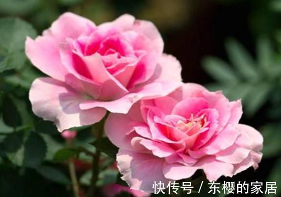 高颜值|农历7月17号起,最适合养这些花,高颜值易成活,花艳香浓