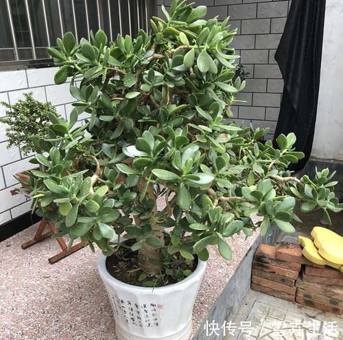 传家宝|把“厚脸皮”养到“碗口粗”,用了5年时间,可以当传家宝了