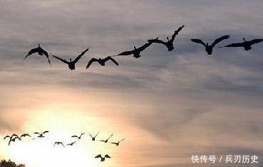 十二首描写鸟的古诗词,爱护鸟儿,更喜欢诗词