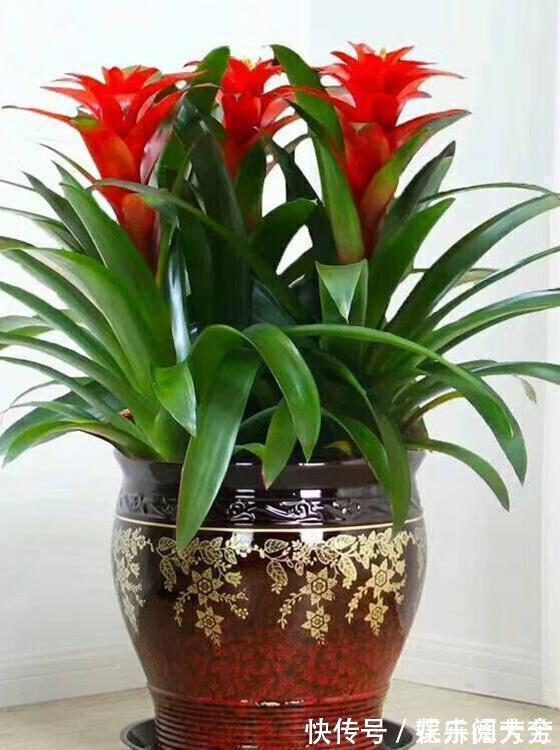 罗汉松|7种“转运花”,家里养一盆,漂亮又吉利,还有好运气
