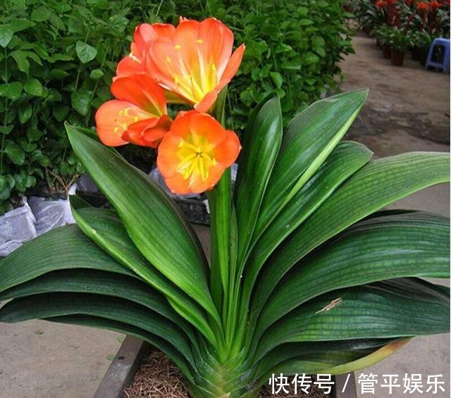 透气孔|养君子兰,有一个“小技巧”,长得叶大叶宽,花多,根系壮