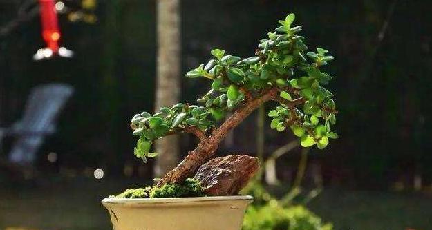 想养盆景就选“它”，一根“小枝条”，变成大“盆景”，只需一年