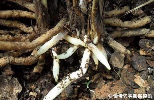 君子兰离不开2种水,1年换着浇,冒白根、开花多