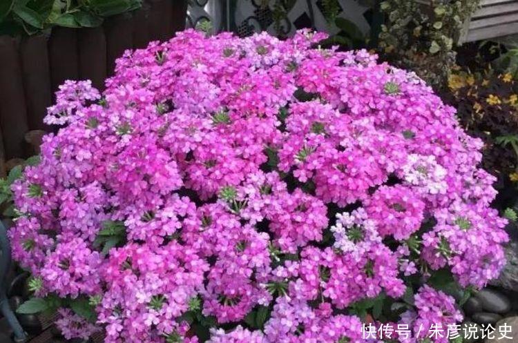 几款艳丽花卉,四季有花开,花香四溢飘满屋,漂亮又好闻