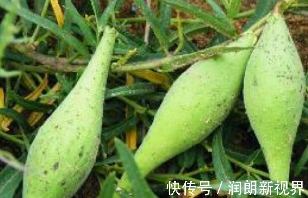 萝藦科|它是“最冤”野果!全身是“宝”,可惜常被农民误当野草除去