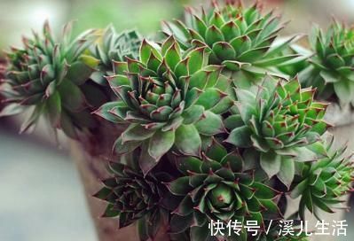 肉肉|为何别人的肉肉轻松就爆盆,原来他们种了这种会生“宝宝”的多肉