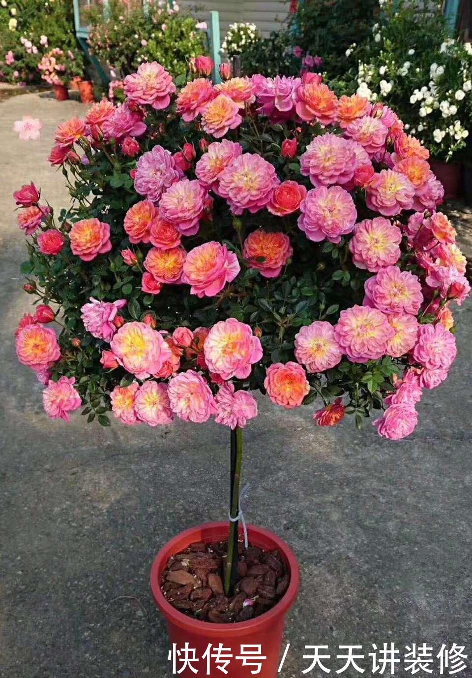 植株|这些“漂亮花”，夏天赶紧剪，剪得越狠，开花越多，剪错了没花看