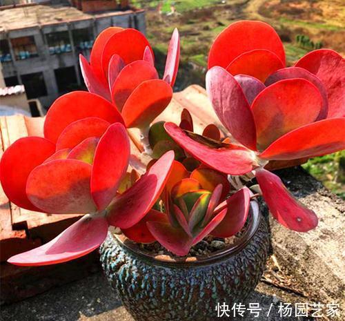  叶子|养多肉唐印，种在大盆里，长得快茎秆壮，叶子像把红扇子！