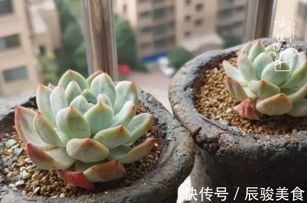 蓝苹果|经历一个夏天的摧残,方知皮实好养的多肉才是真爱!