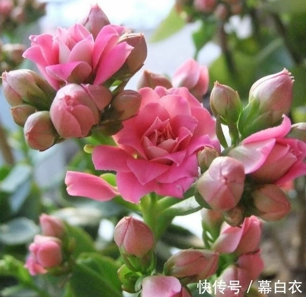 长寿花比较“懒”,喜静不宜动,别再好心办“坏事”了