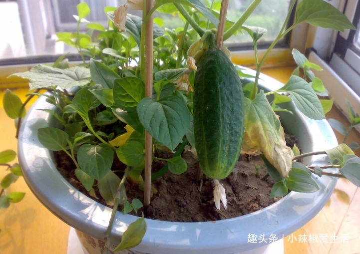 阳台别再只养花了,这4种蔬菜盆栽,不仅好看,还能吃又健康