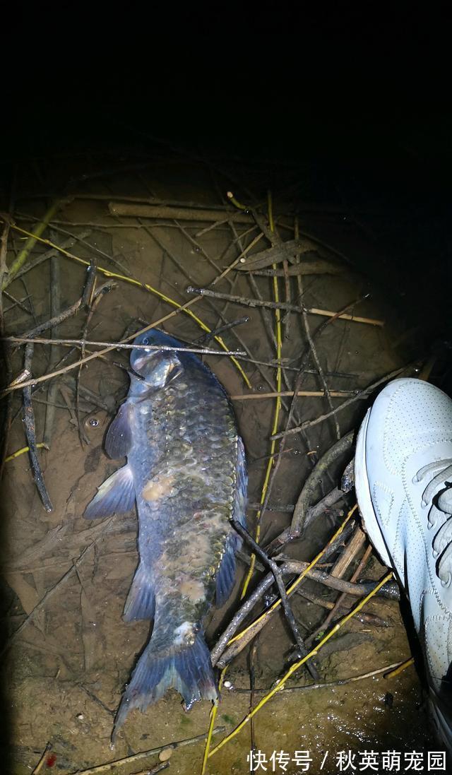 大鱼|南康一河道,夜晚大量河鱼靠岸,附近钓鱼人:好几斤的大鱼都有