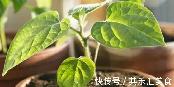 扦插繁殖有技巧，3种扦插非常便捷，生根快成活率高