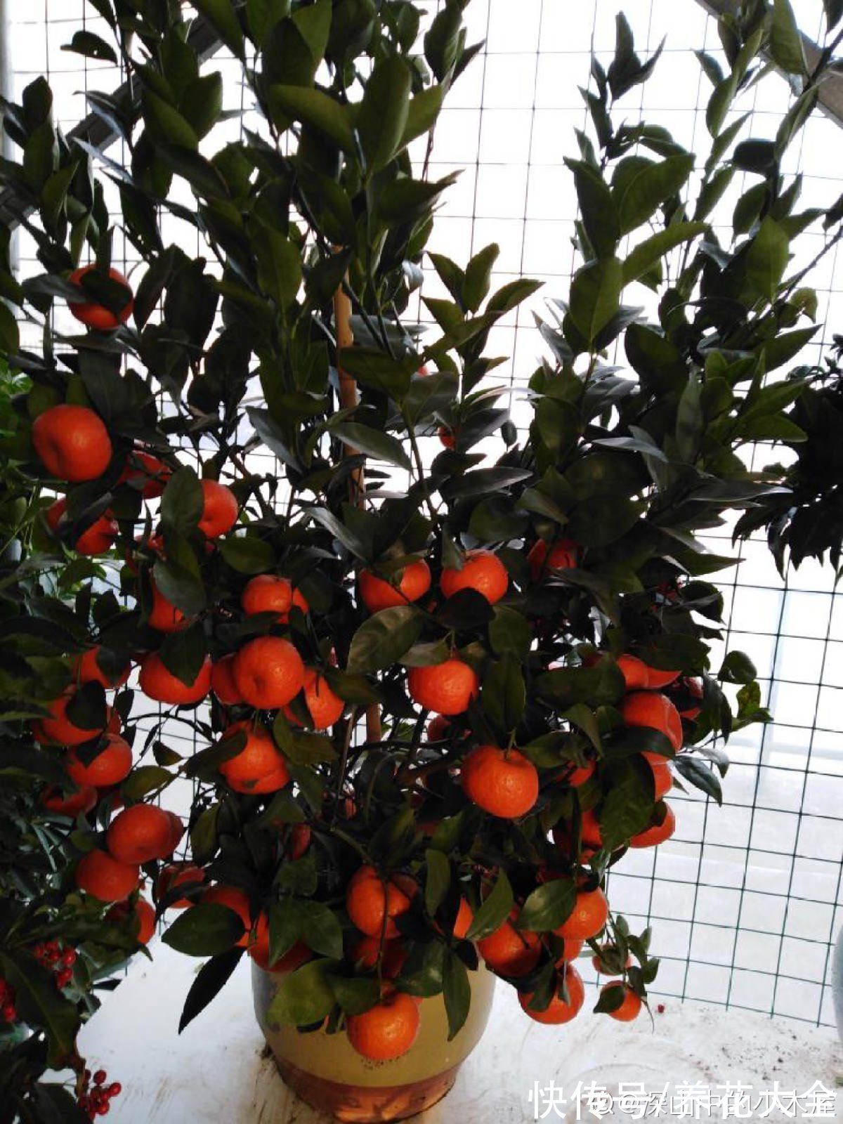 柚子树|4种果树，种在院子里特旺宅，还有时令水果免费吃