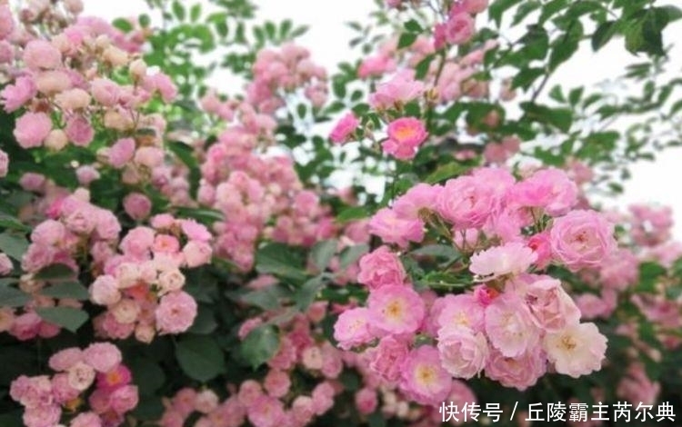 家里要养4种花,开花吉祥又喜庆,远远的,就能闻到它的花香