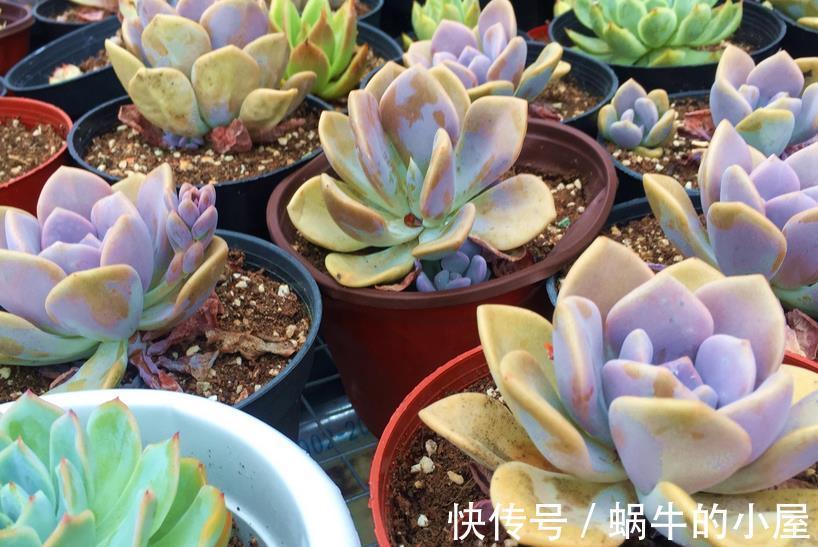 花土|给多肉上盆该注意的细节问题