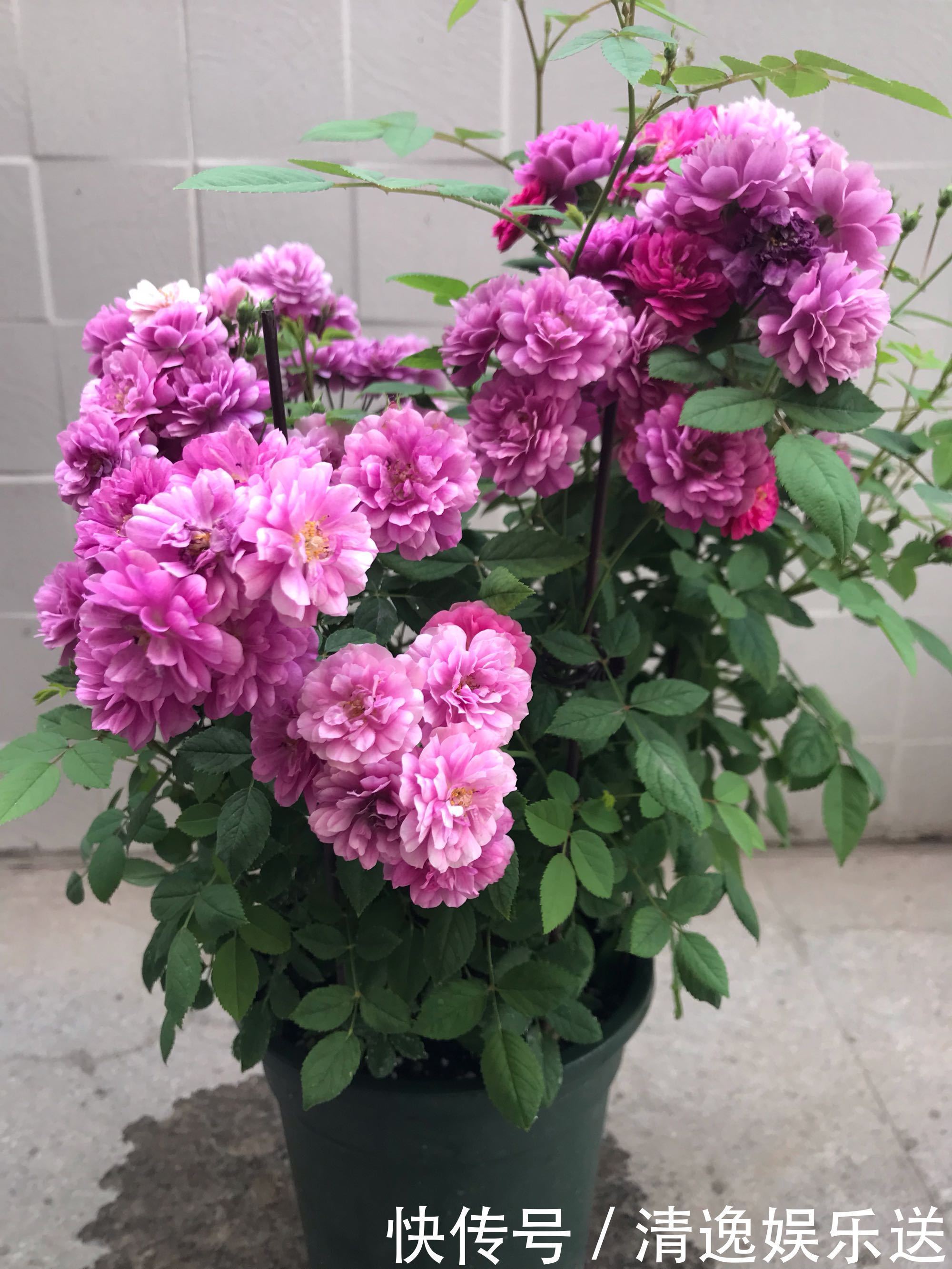 这4款花卉超喜水，丢水不管不问，花叶轻松爆满盆，花朵美艳迷人