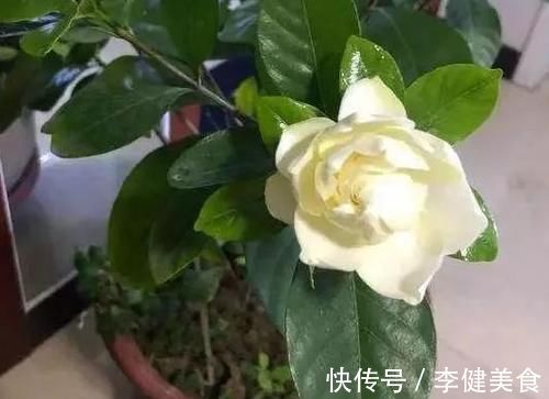 养花:因为土壤呈碱性而引发黄叶问题,就该用这几样“水”解决