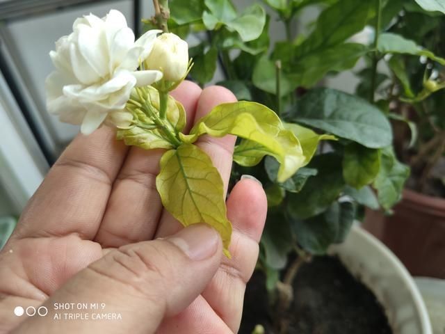 3种花都是“酸水”喂大的,每月浇点醋,黄叶消失,花满枝