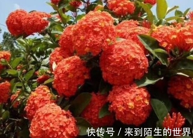 几种漂亮花,是花卉中的“佼佼者”,漂亮贵气又好养,聚福纳财