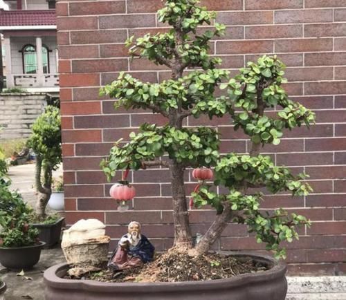 观赏价值|“金枝玉叶”当盆景,家里阳台放2盆,养护5年变“值钱”,寓意好