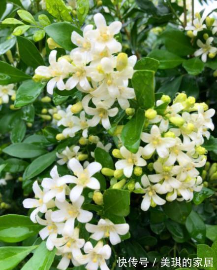 浇水|家里种上1种“香水花”,清香四溢空气更清新,一开就是小半年